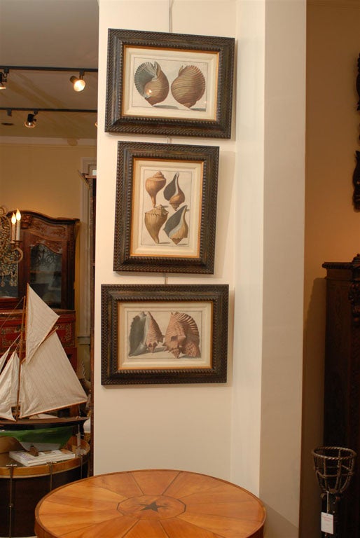 This is a set of three, 19th century colored prints of large sea shells housed within chip-carved hand-painted rectangular wooden frames. Signed by the 18th century Italian draftsman Teresa Mogalli, daughter of the famous engraver Cosimo Mogalli,